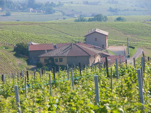 Wijngaard Chianti Regio Italië — Stockfoto