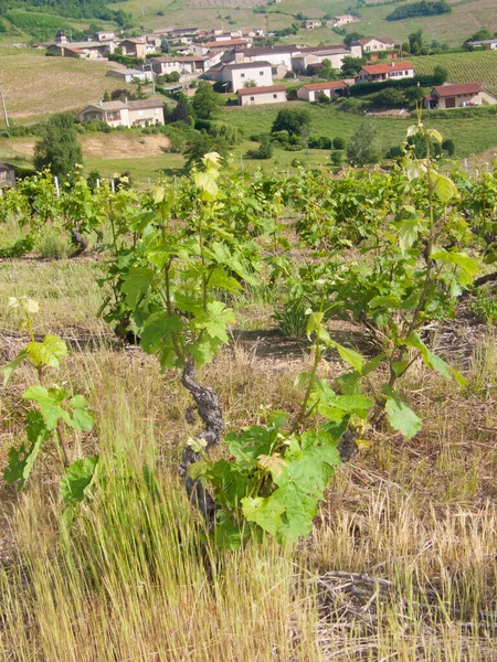 Viñedo Verde Campo — Foto de Stock