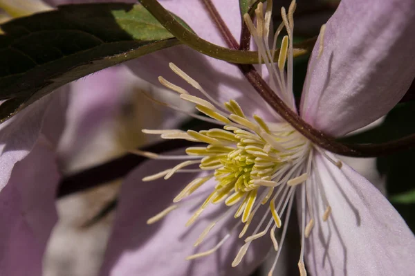 Schöne Botanische Aufnahme Natürliche Tapete — Stockfoto