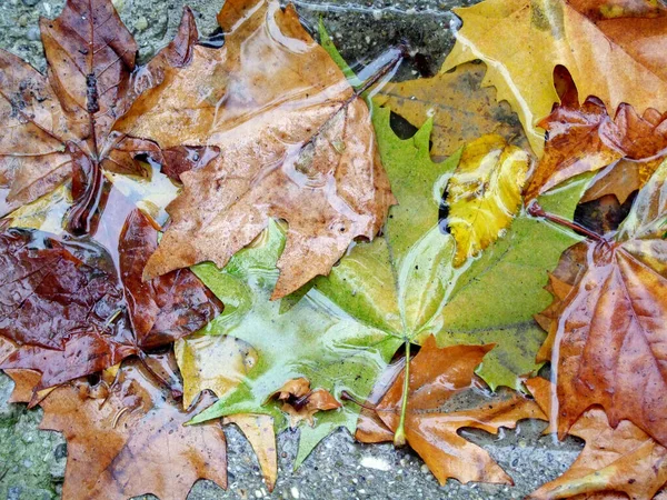 Herfstbladeren Grond — Stockfoto