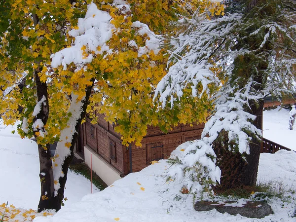 Piękny Zimowy Krajobraz Śniegiem Drzewami — Zdjęcie stockowe