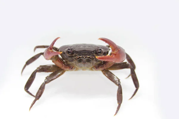 Crabe Sur Fond Blanc — Photo