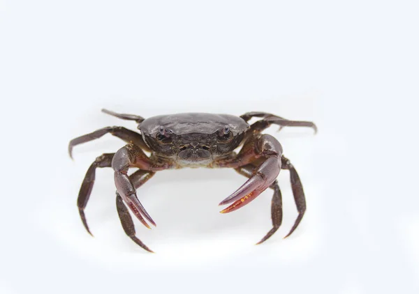 Crab White Background — Stock Photo, Image