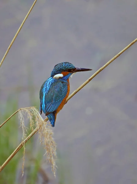 Kingfisher Alcedo Atthis Bird Brazil Wildlife Fauna — Stock Photo, Image