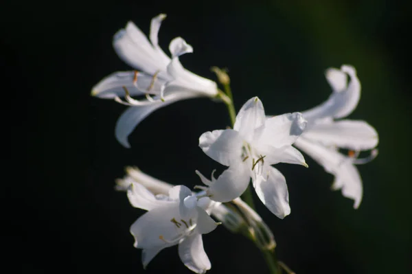 Piękne Botaniczne Ujęcie Naturalna Tapeta — Zdjęcie stockowe