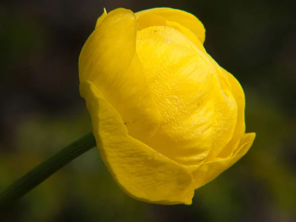 Fleur Jaune Dans Jardin — Photo