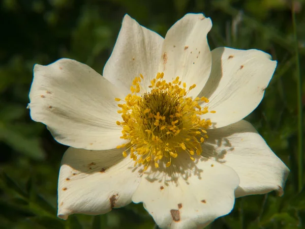 White Flower Garden — Stock Photo, Image