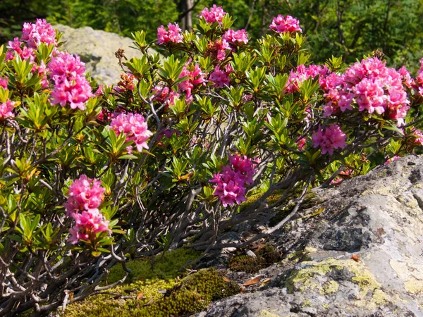 Bellissimi Fiori Giardino — Foto Stock