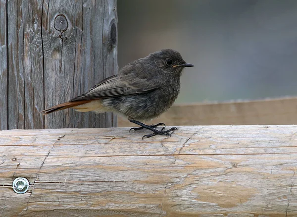 Ein Vogel Auf Einem Hölzernen Hintergrund — Stockfoto