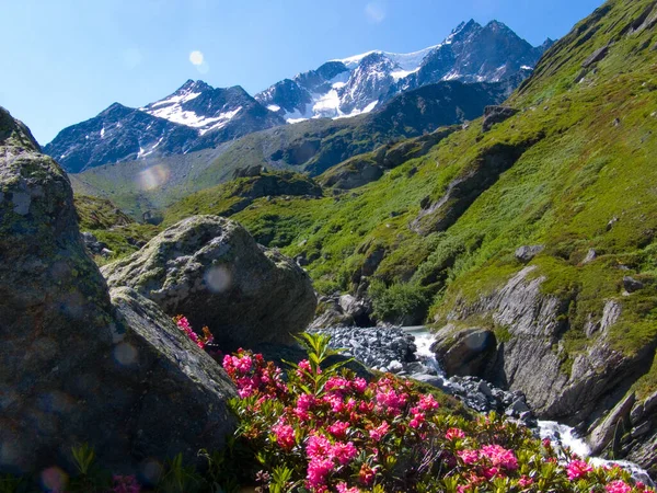 Beautiful Mountain Landscape Flowers Mountains — Stock Photo, Image