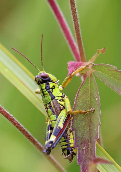 Nahaufnahme Von Wanzen Der Wilden Natur — Stockfoto