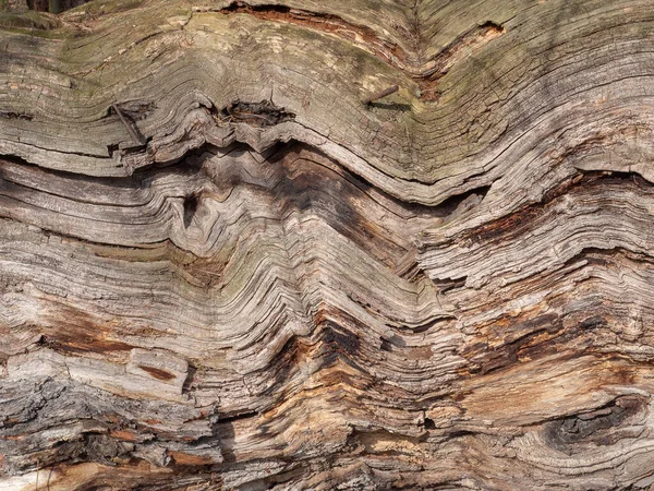 Konstrukcja Drewnie Starego Pnia Drzewa — Zdjęcie stockowe
