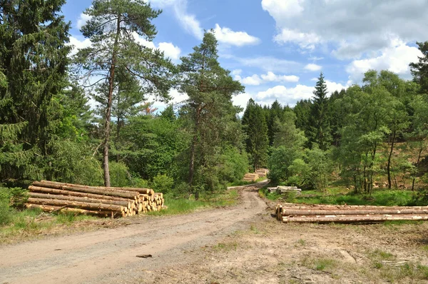 Hromada Borovic Lese — Stock fotografie