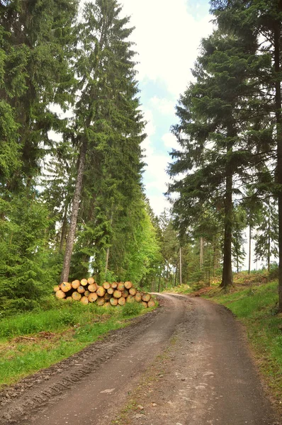 Road Forest — Stock Photo, Image