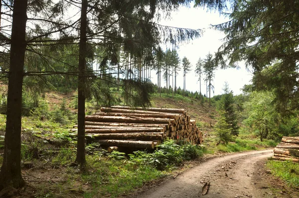 Fából Készült Ösvény Erdőben — Stock Fotó