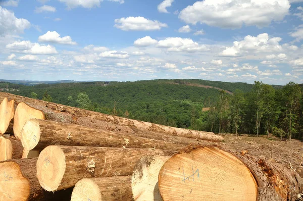 Una Pila Troncos Madera Bosque — Foto de Stock