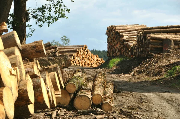 Sterta Drewna Lesie — Zdjęcie stockowe