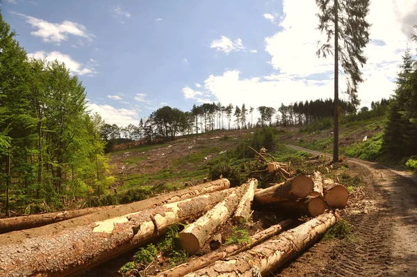 Una Pila Troncos Bosque — Foto de Stock