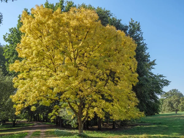 Hermoso Paisaje Otoñal Con Árboles Hojas —  Fotos de Stock