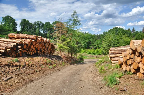 Una Pila Troncos Bosque — Foto de Stock
