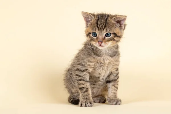 Cute Little Kitten White Background — Stock Photo, Image