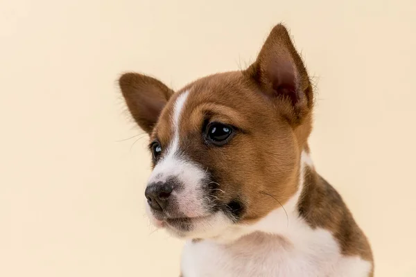 Retrato Lindo Perro — Foto de Stock