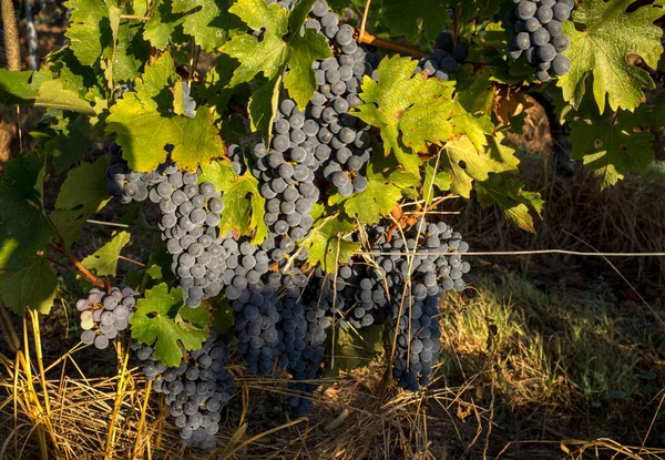 Primer Plano Uvas Rojas Merlot Viñedo Medoc Gironda Aquitania Francia — Foto de Stock