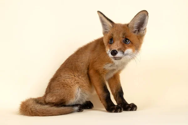 Cachorro Zorro Rojo Sobre Fondo Blanco — Foto de Stock