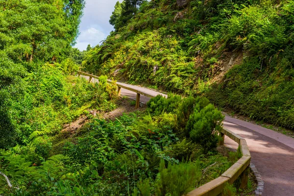 Weg Azorenwald Mit Blauen Hortensienblüten Und Sattgrüner Regenwaldvegetation Auf Der — Stockfoto