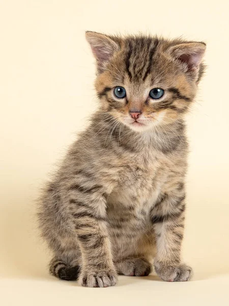 Beyaz Arka Planda Sevimli Bir Kedi Yavrusu — Stok fotoğraf