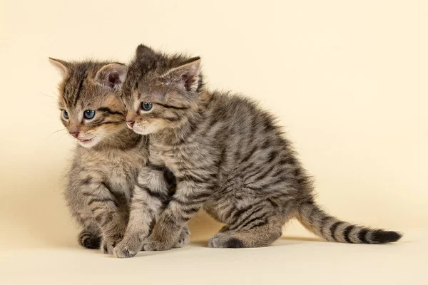 Cute Little Kitten White Background — Stock Photo, Image