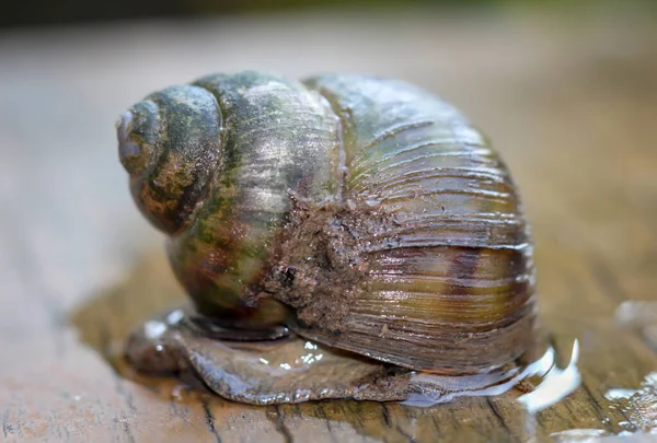 Marsh Snail Viviparidae Sits Wooden Walkway Small Garden Pond — Stock Photo, Image