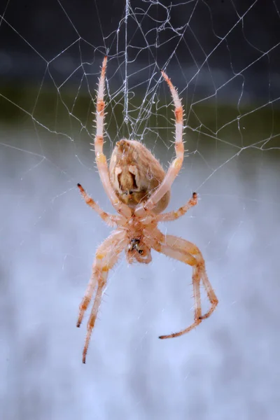 Uma Aranha Jardim Sua Teia Está Esperando Por Sua Presa — Fotografia de Stock