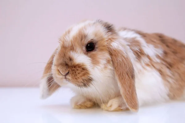 Photo Shoot Young Dwarf Rabbit — Stock Photo, Image