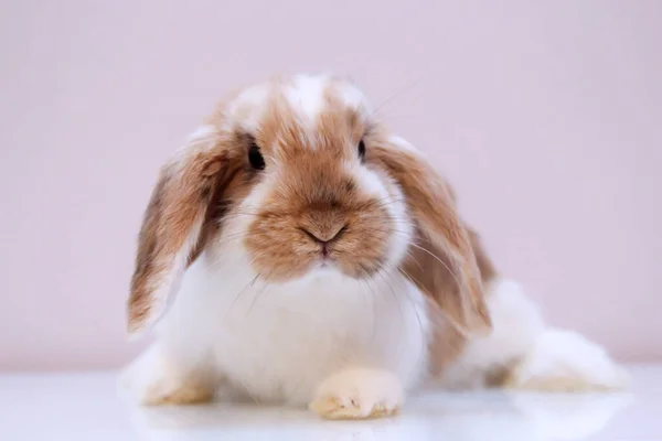 Genç Bir Cüce Tavşanla Fotoğraf Çekimi — Stok fotoğraf