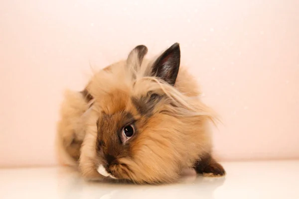 Фотосессия Молодым Карликовым Кроликом — стоковое фото