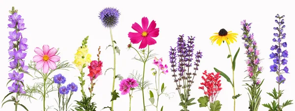 Populaire Vaste Planten Voor Tuin Een Selectie Van Verschillende Felgekleurde — Stockfoto
