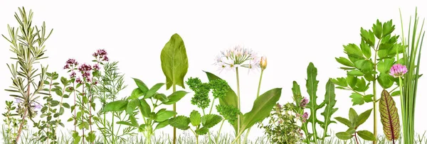 Erbe Popolari Dal Giardino Una Selezione Diverse Spezie Fresche — Foto Stock