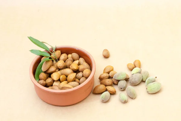 Amandelen Met Schelp Een Keramische Pot — Stockfoto