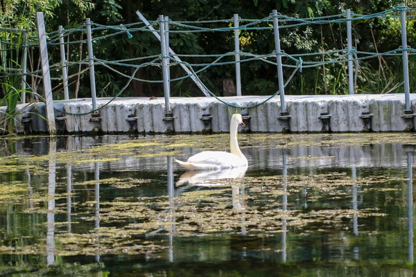 Elegância Cisne Suas Águas — Fotografia de Stock