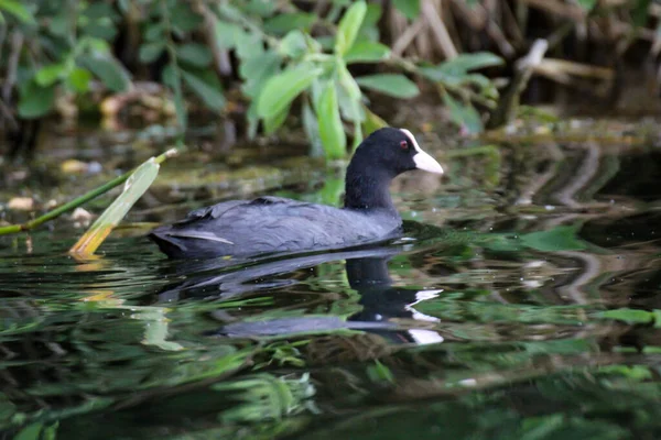 Een Portret Van Een Koet Moorhen Een Vijver — Stockfoto