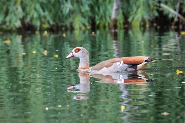 Egy Portré Egy Nielganról Tóban — Stock Fotó