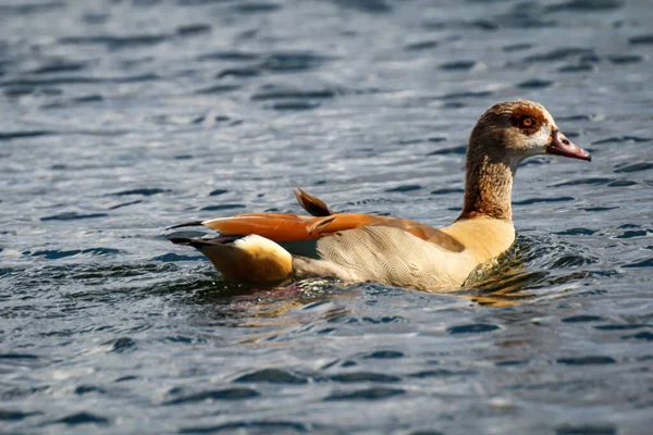 Portrait Nielgans Pond — Stock Photo, Image