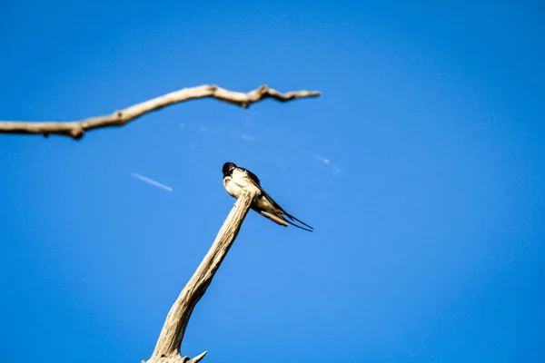 Schwalben Hoch Oben Geäst Eines Abgestorbenen Baumes — Stockfoto