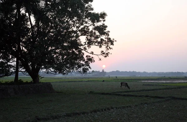 インド 西ベンガル州スンダルバンスの日没時に草を放牧する牛との風景 — ストック写真