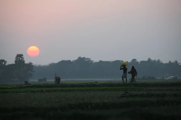 在印度西孟加拉邦松达班的稻田里辛苦劳作了一天后 村民们终于回家了 — 图库照片