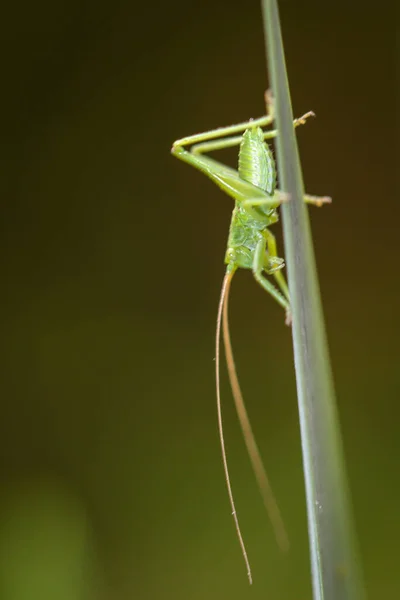 草叶上的一只绿色小蚱蜢的特写镜头 — 图库照片