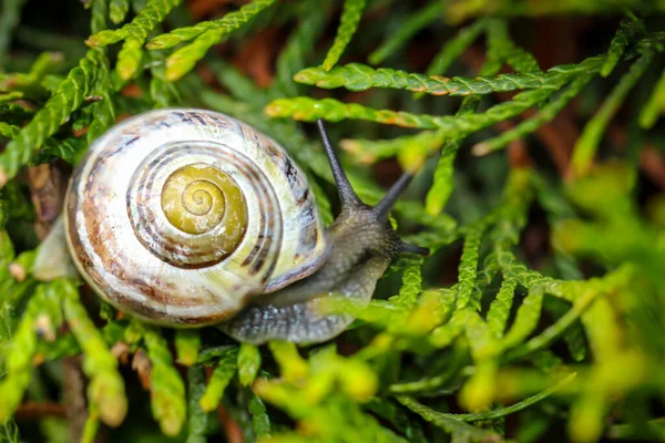 Een Close Van Een Slak Cepaea Behoren Tot Schnirkelschnecken — Stockfoto