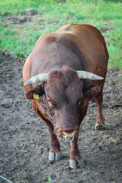Poprtrait Breeding Bull Pasture — Stock Photo, Image