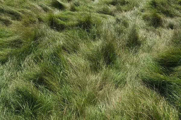 Plain Natural Background Long Green Luscious Meadow Grass Flattened Trodden — Stock Photo, Image